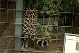 leipzig zoo-01_07_2011_zoo_allgemein_416